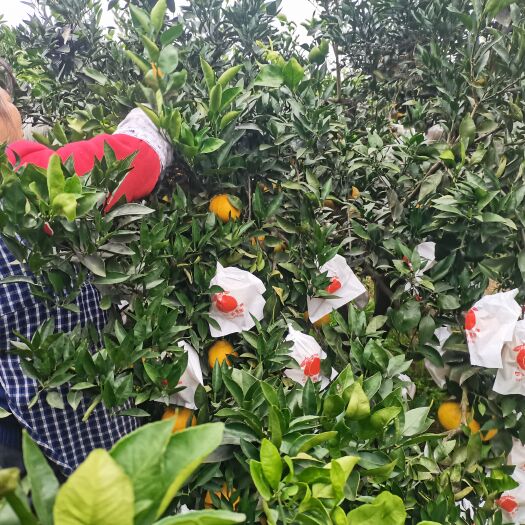 荣县不知火，都是80以上套袋果