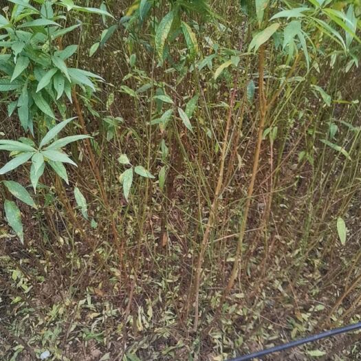 苍溪县实生桃苗