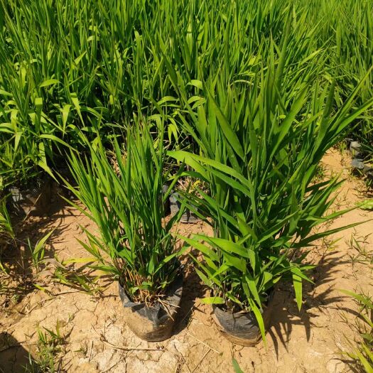 小盼草(风铃草)价格,小盼草墓地,小盼草多种规格