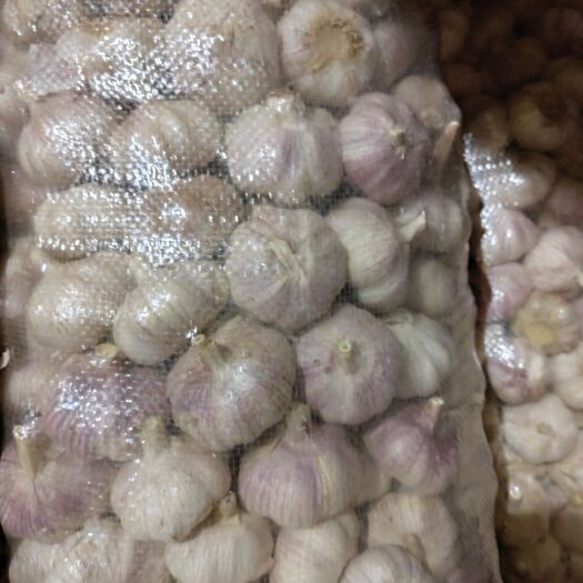 商河县商河优质紫皮净蒜