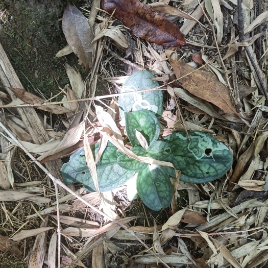 龙川县纯肺形草