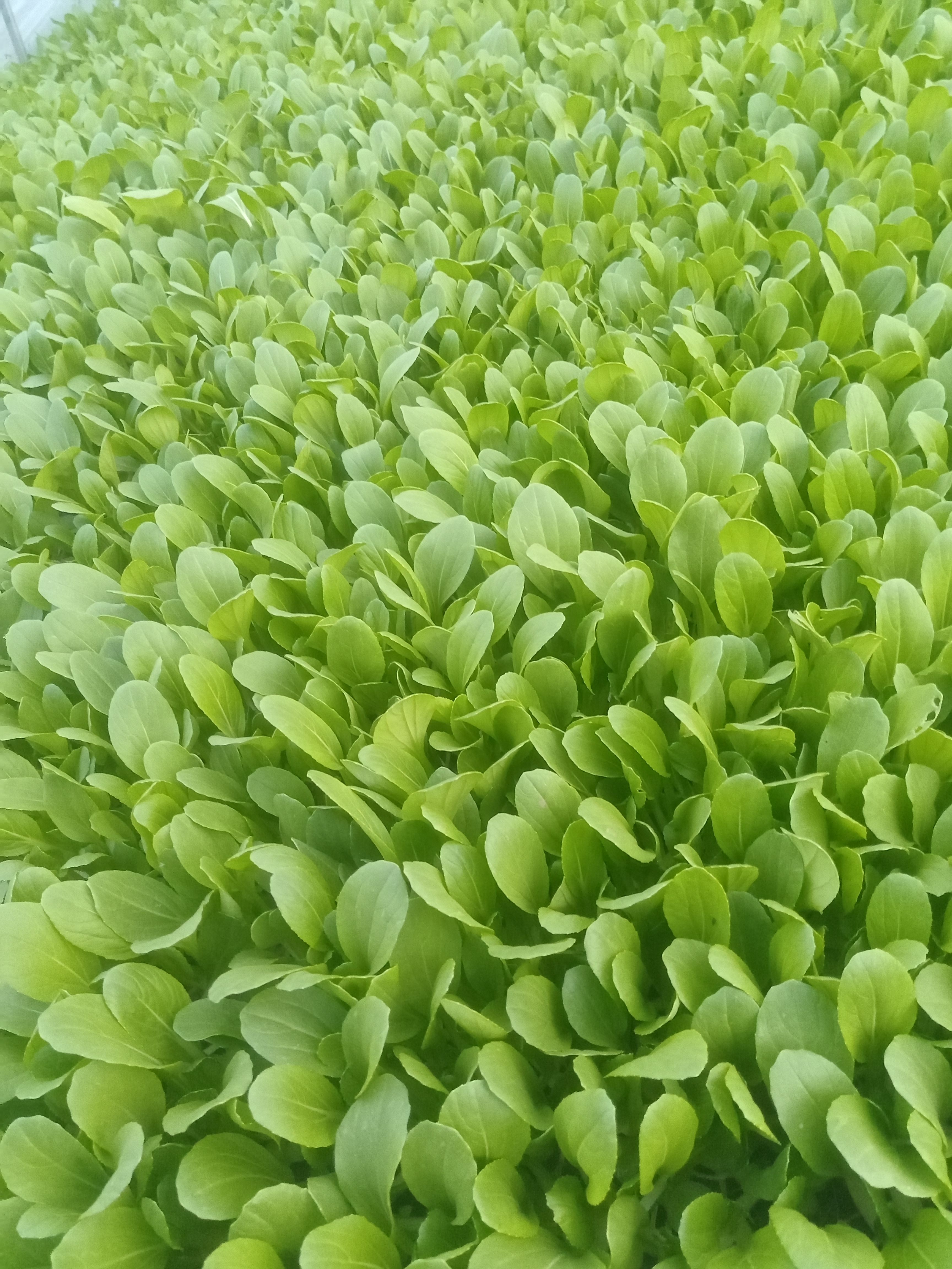 鸡毛菜