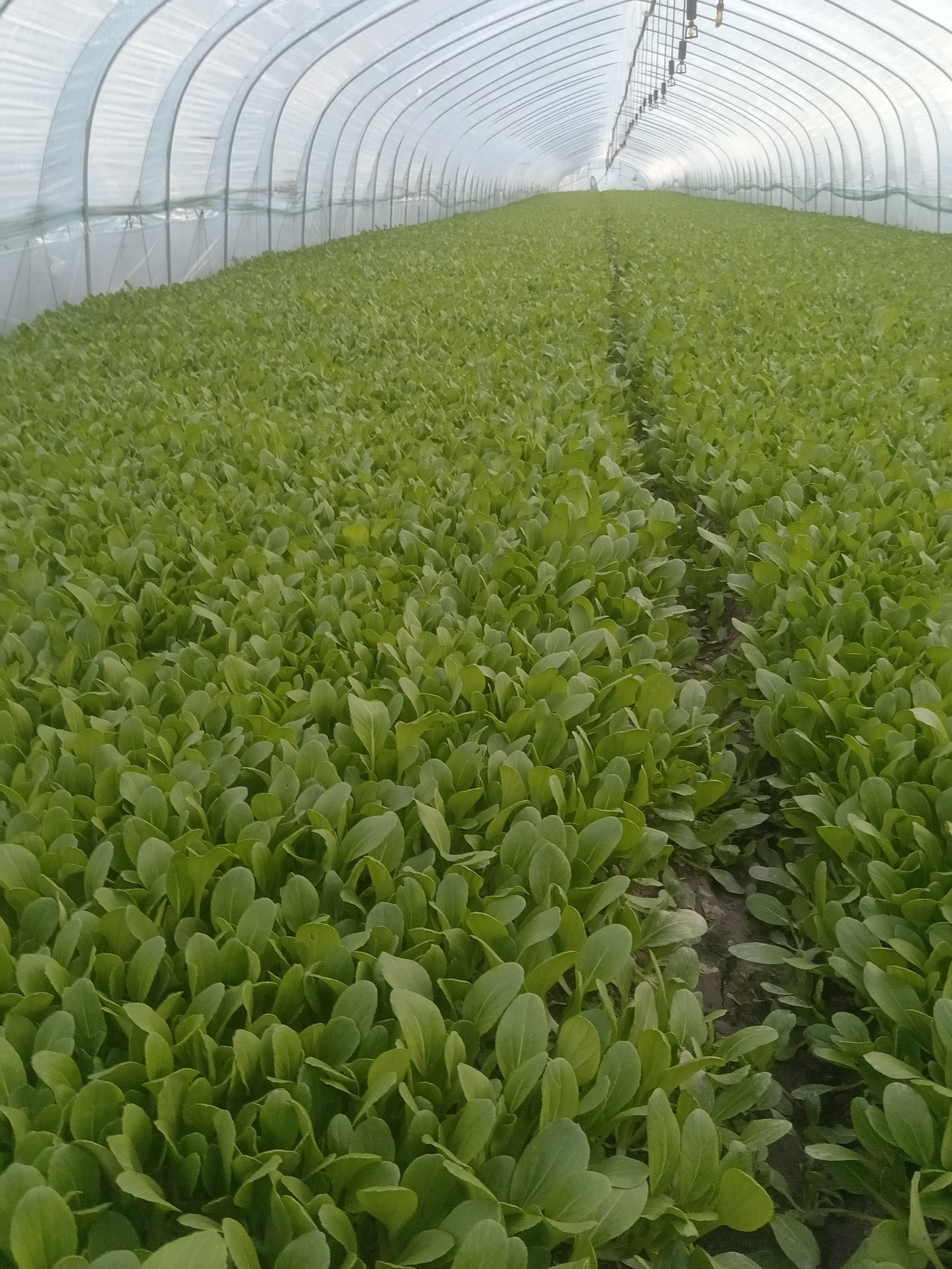 鸡毛菜