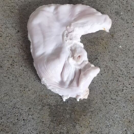 佛山国产冻品猪肚，新鲜大肚各种规格的都有