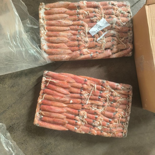 福州围网6号 灯光6号 船冻鱿鱼 小管 东山小管笔管锁管