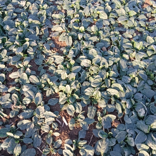 西华县本人种植的趴地菠菜上市了，有要的老板请联系我