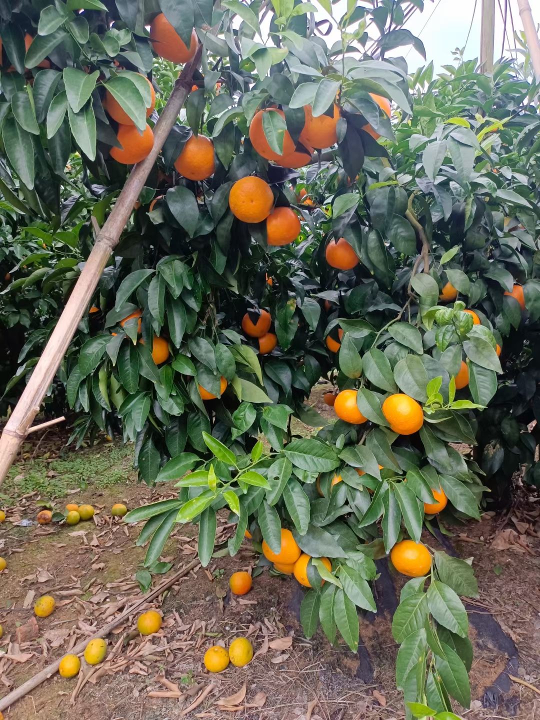 沃柑，廣西桂林市平樂縣沙子鎮(zhèn)產(chǎn)地直供