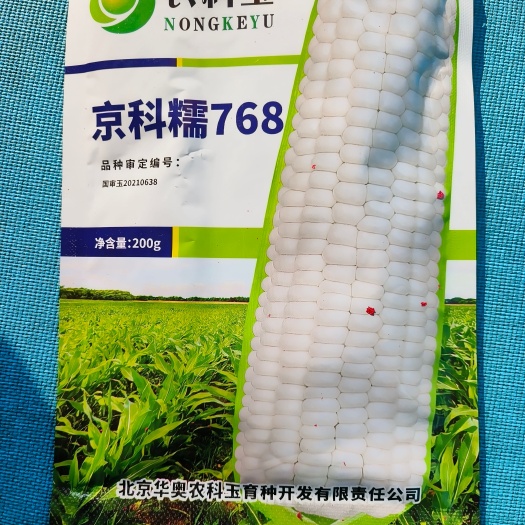 扶沟县京科糯768白糯玉米种囗感好产量高跟当地的种植习惯种抗病抗倒