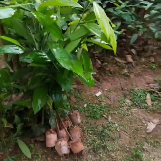 平南县玉桂苗