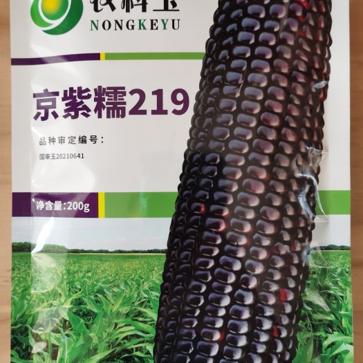 济南京紫糯219国审大棒黑糯玉米种子