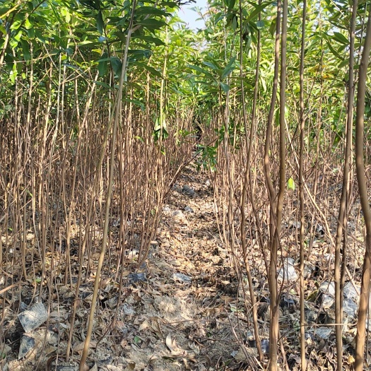 2公分木荷袋苗 1公分木荷杯苗 1.5公分木荷杯苗
