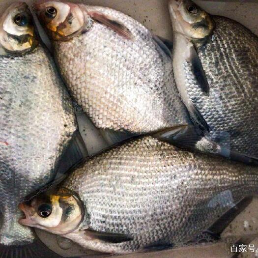 常宁市水库大量供应鳊鱼