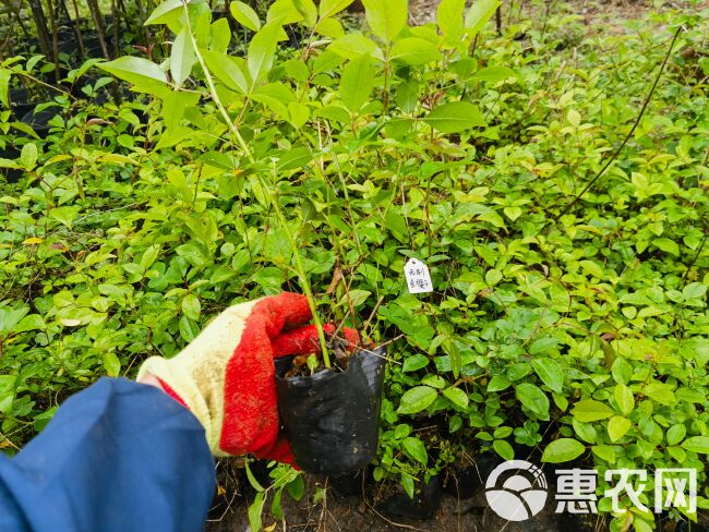 无刺金樱子种子 金樱子种子