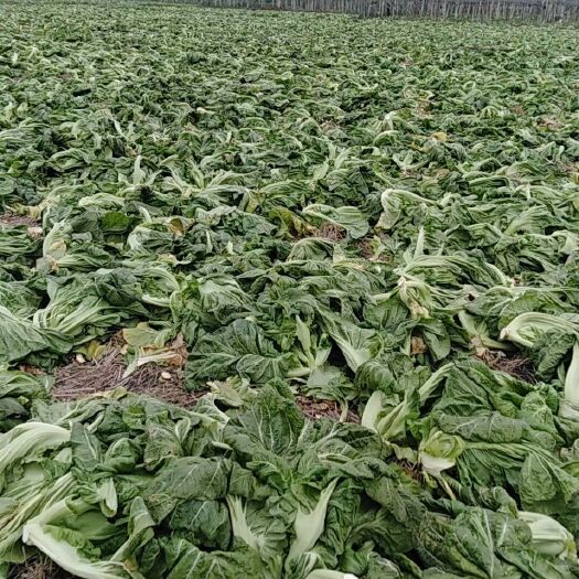 三台县青菜青菜 大量上市！