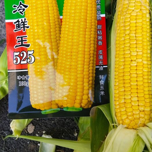 梅河口市香甜糯玉米种子