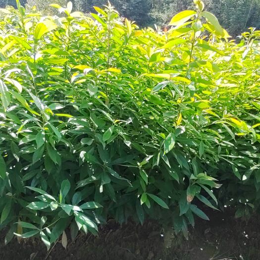 奉新县江西楠木小苗 楠木杯苗 金丝楠木袋苗 造林苗基地