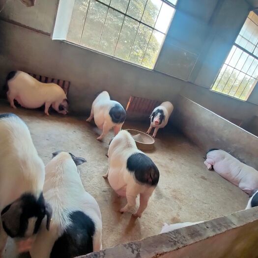 湘潭县纯种沙子岭猪后备母猪