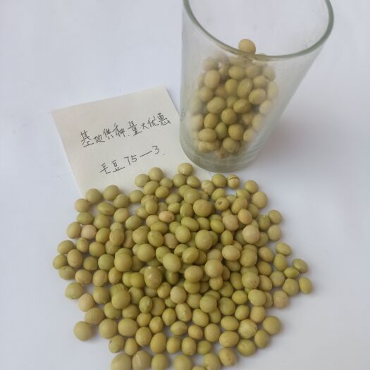鸡泽县毛豆、75一3
