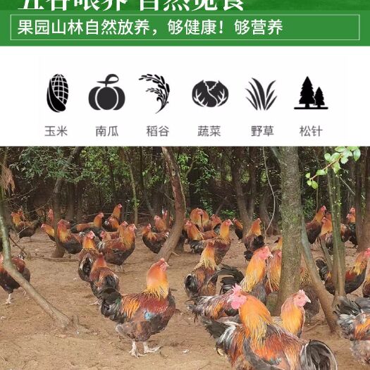 安顺高钙鸡