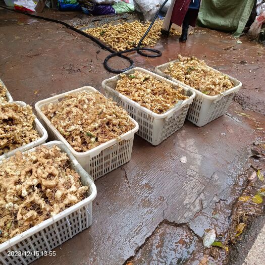 仁寿县黄精 鸡头黄精，鸡头根，黄鸡菜，仙人余粮，气精，新鲜