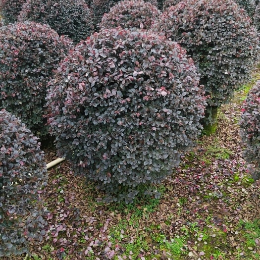 供应布袋红花继木球80X80球