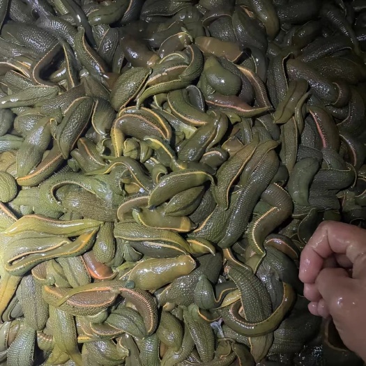 菲牛蛭鲜货