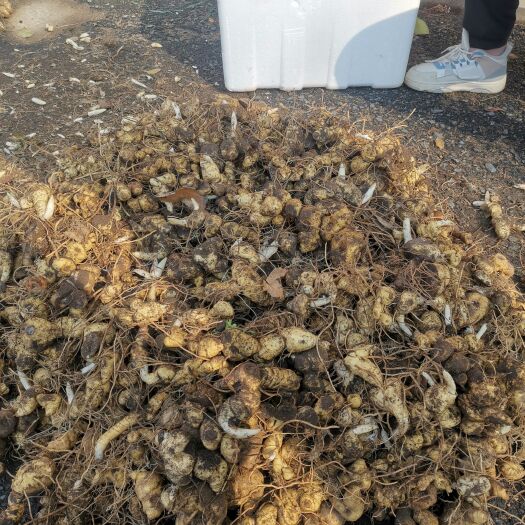 信阳大别山黄精，甜黄精。