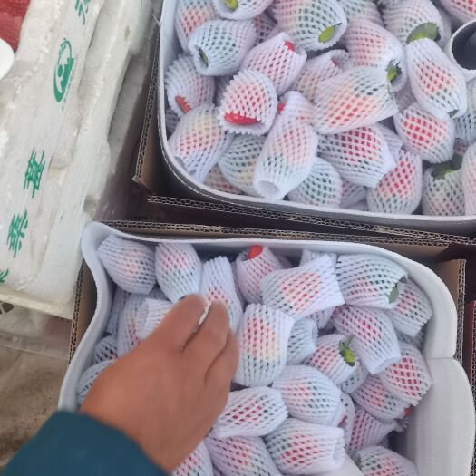德昌县大凉山露天冬草莓