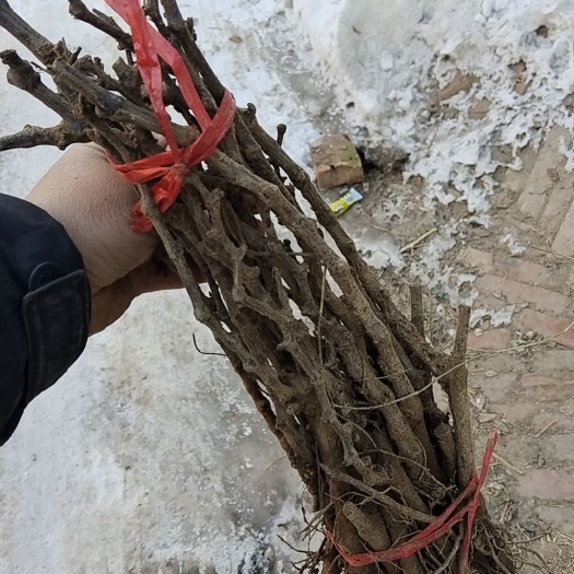 饶阳县维多利亚葡萄苗