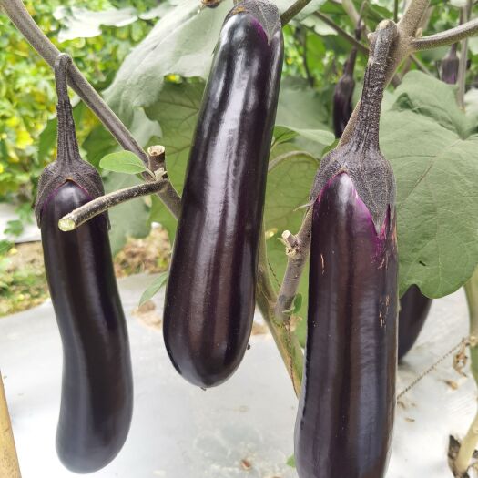 广州黑马211中茄种子 抗性较强 皮色深紫红 瓜型美观 商品性佳