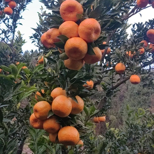 苍溪县长虹脐橙