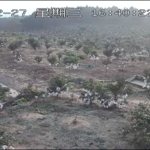 江油市耙耙柑