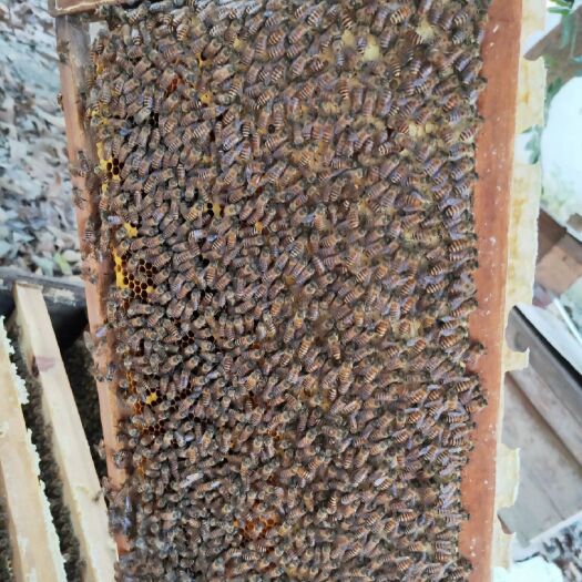 南宁蜂群出售  中蜂蜂群  南宁市蜂群出售，价格为时价