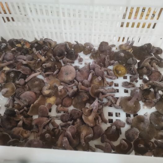 昆明生冻红乳牛肝菌