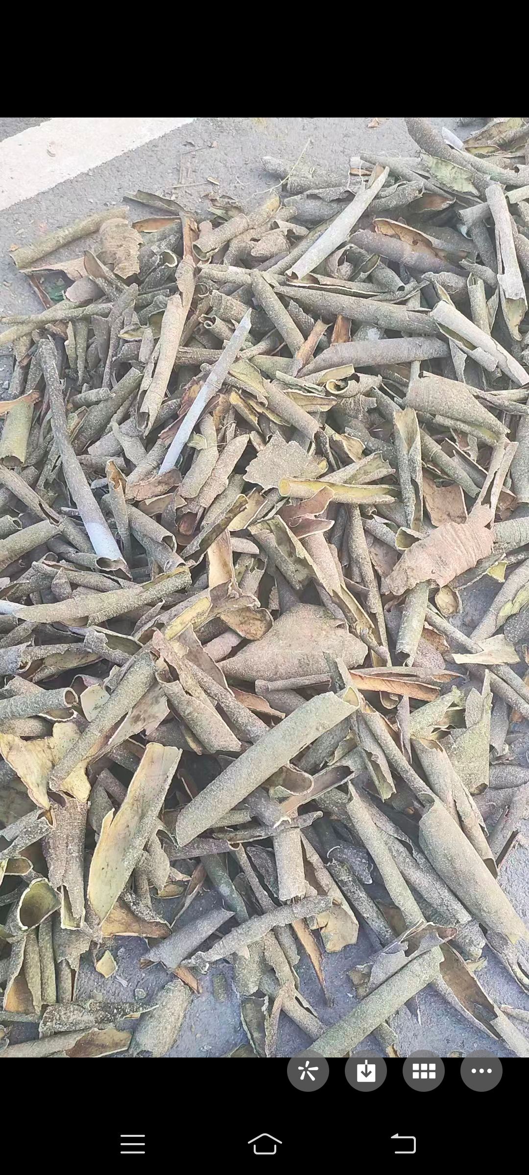 救必应草药图片_救必应的功效与作用,救必应的副作用