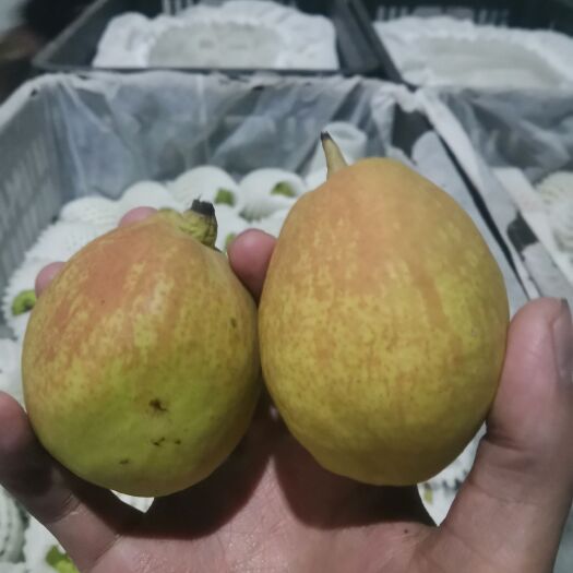 临猗县库尔勒香梨