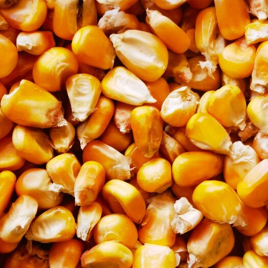 确山县干玉米 干玉米粒  玉米现货上市货源充足高蛋白高淀粉率易消化