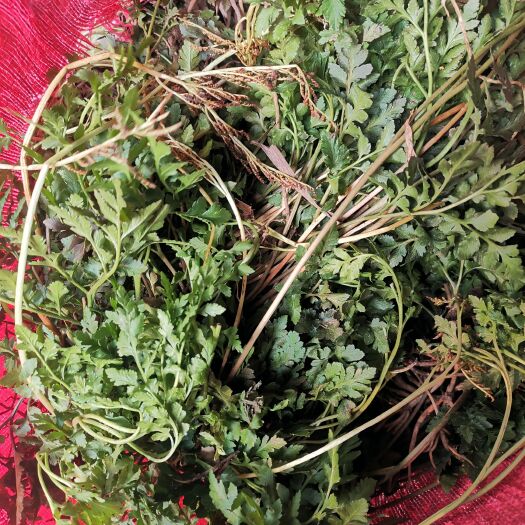 信阳新鲜一朵云，小春花，阴地蕨