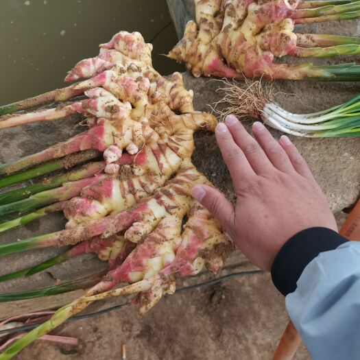 镇宁县二黄姜