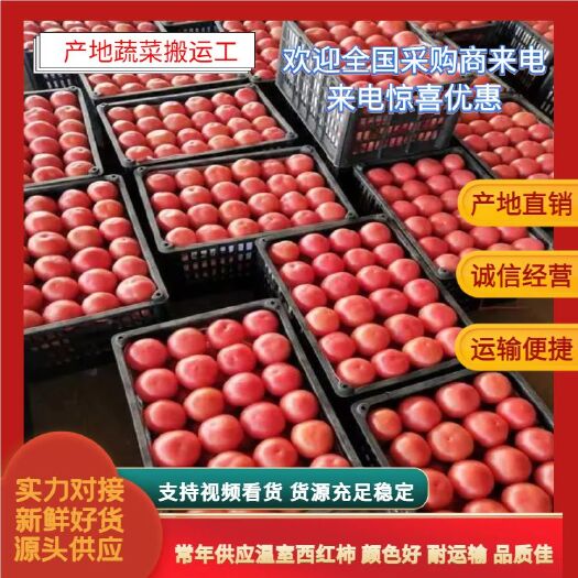 饶阳县硬粉西红柿，常年供应温室西红柿，颜色好，耐运输，品质佳