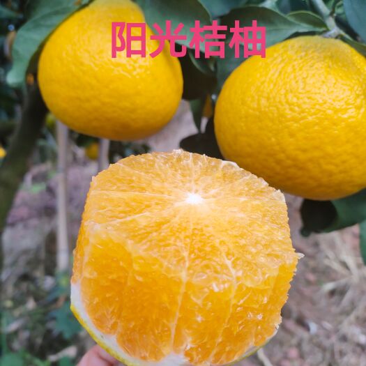 芷江县甜桔柚阳光桔柚新品种是爱媛橙与黄金贡柚杂交升级品，5斤包邮