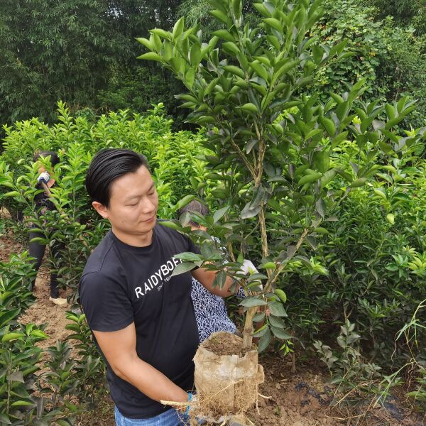 枳壳3年杯苗  川枳壳挂果苗 枳壳小树