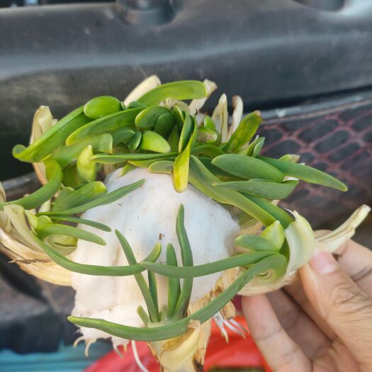 漳州二次雕刻花市漳州正品雕刻水仙花种球水培四季懒人浓香型客厅庭院