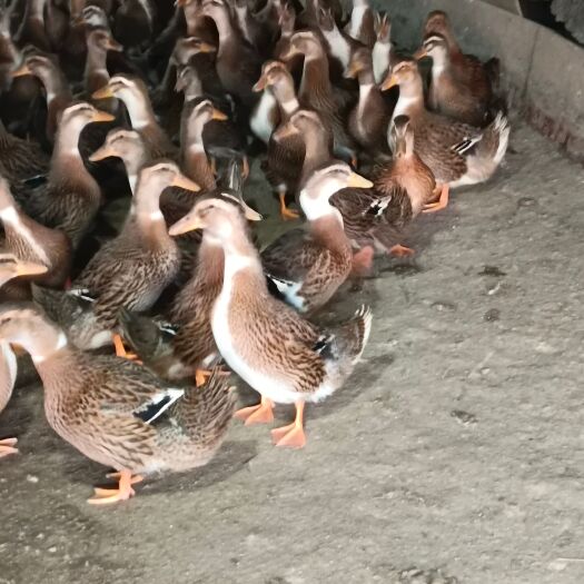 奉新县麻鸭