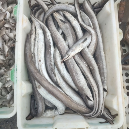 海鳗鱼