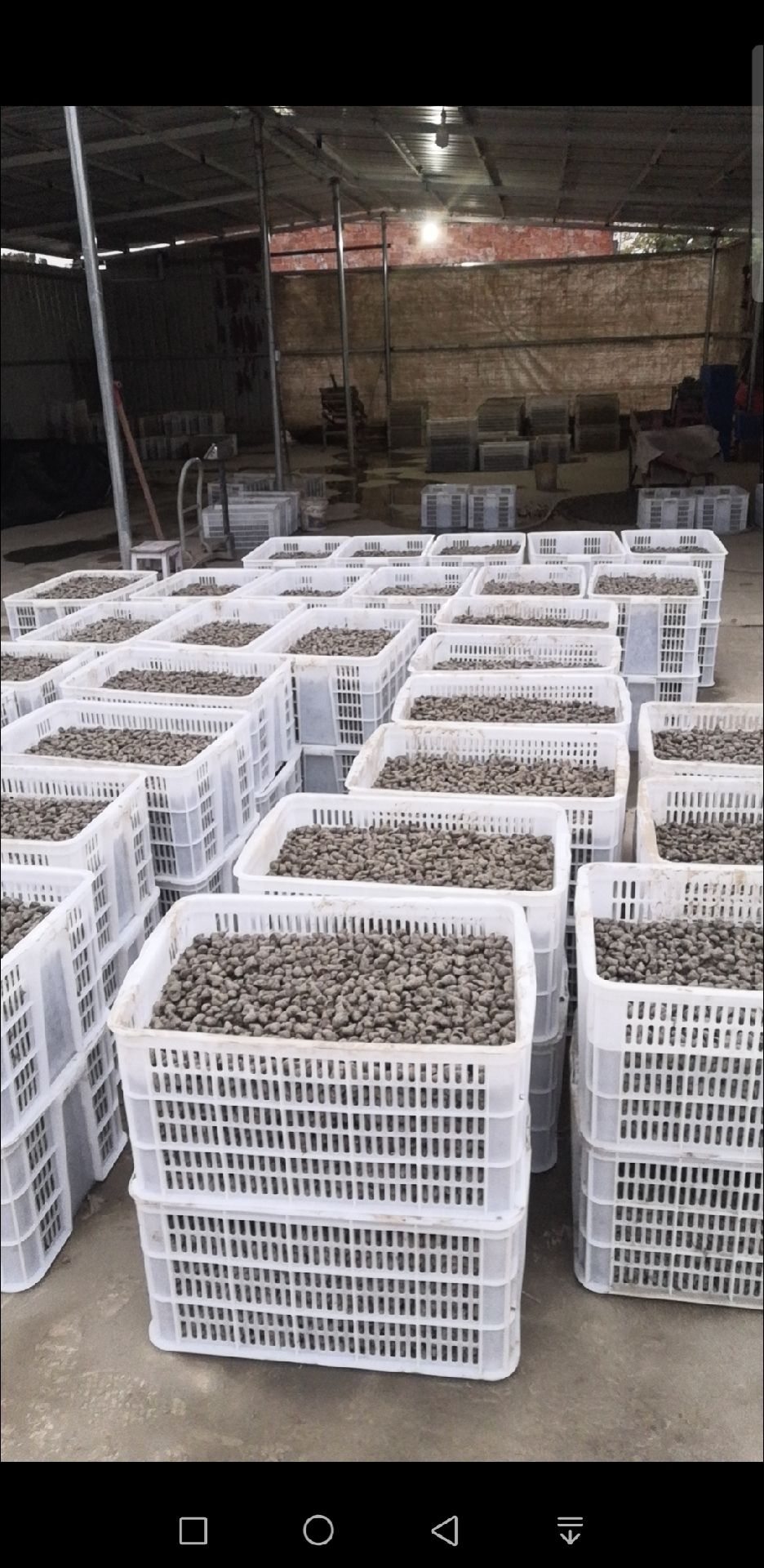 湖北洪湖淡水石螺