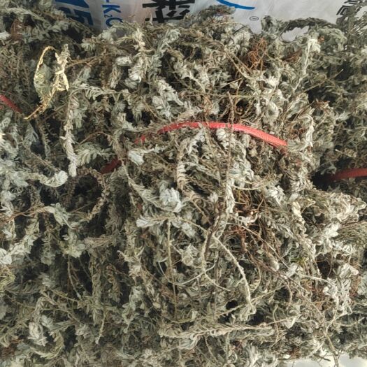 赣州鹿茸草