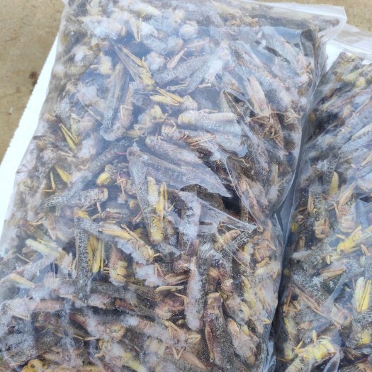 来宾大量冻品蚂蚱，欢迎购买