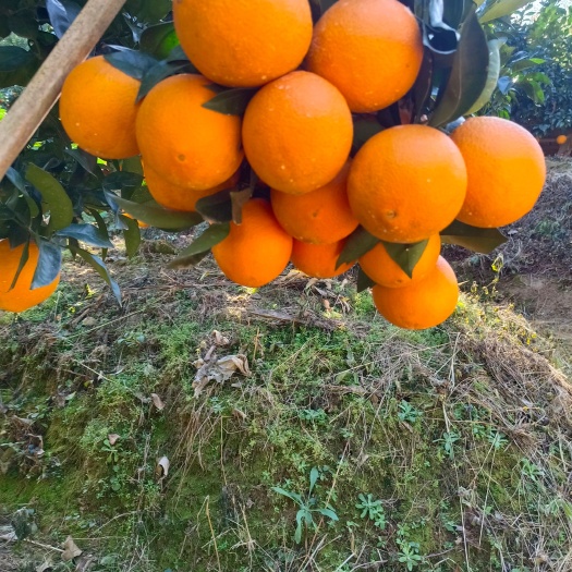 安远县柑桔枝条  赣南纽荷尔脐橙，口感好，产量高