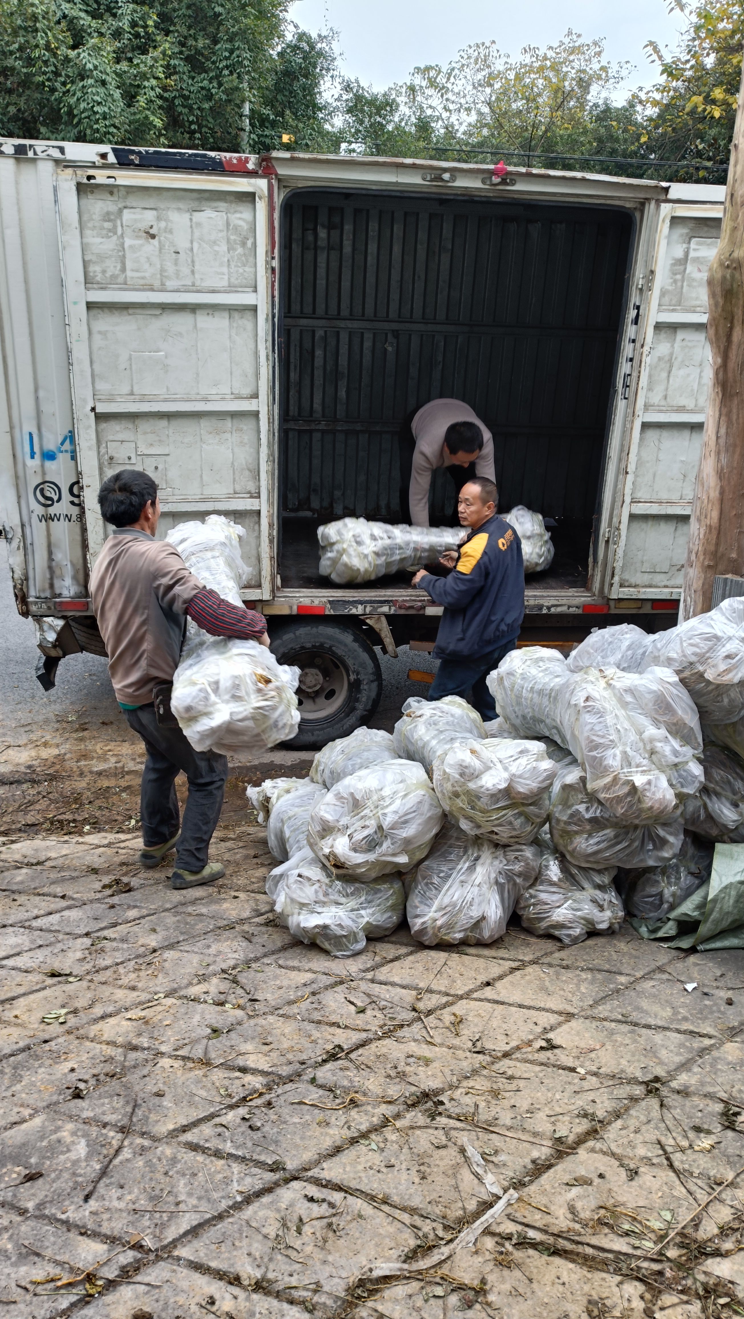 重庆最大的黄柏育苗基地，自产自销，规格齐全